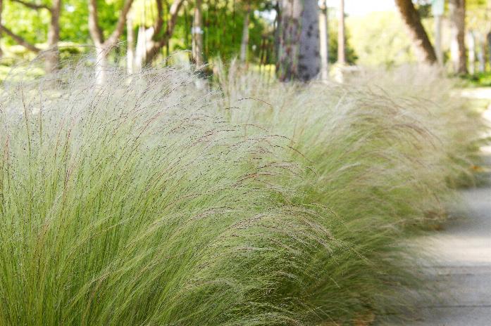 Mexican feather